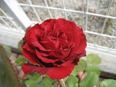 IMG_0460