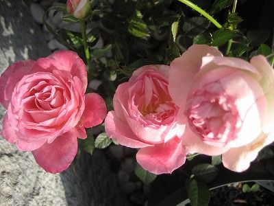 IMG_1086