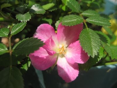 s-IMG_1738
