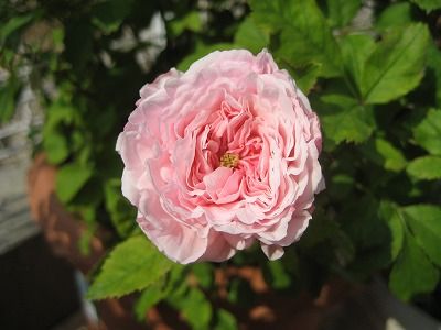 s-IMG_1740