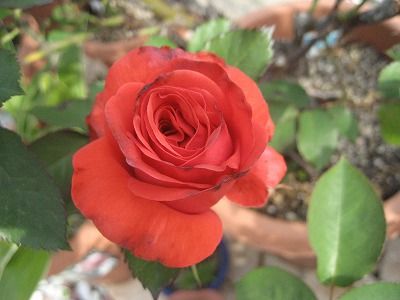 s-IMG_1745