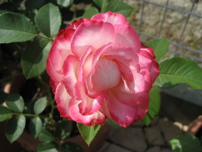 s-IMG_2140