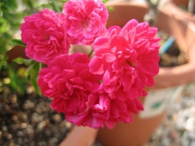 s-IMG_0117