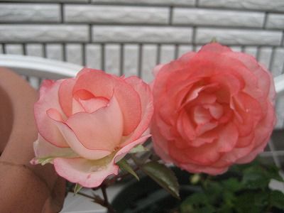 s-IMG_2267