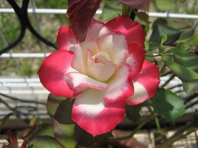 s-IMG_2767