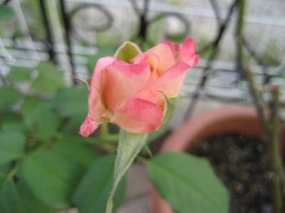 s-IMG_2920