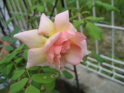 s-IMG_2986