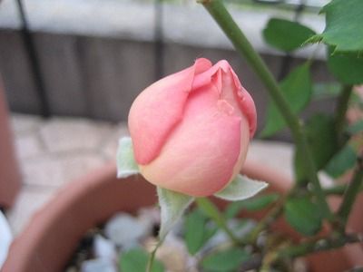 s-IMG_3349
