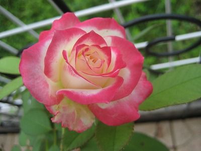s-IMG_3418