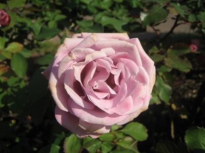s-IMG_4554