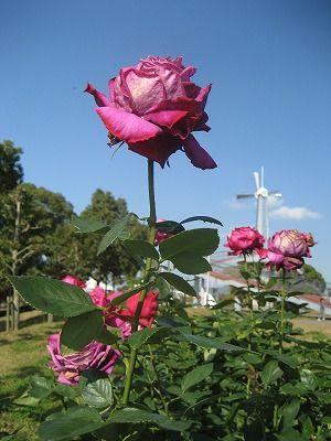 s-IMG_4594