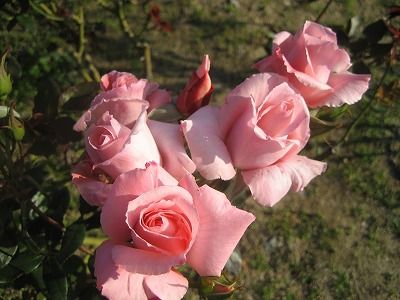 s-IMG_4644