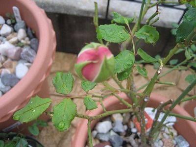 s-IMG_4391