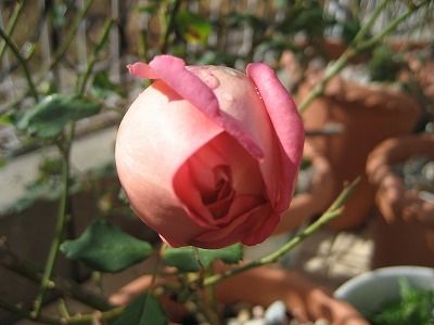 s-IMG_4695