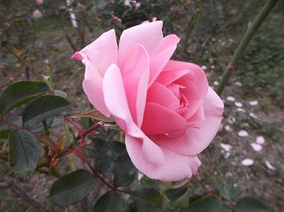 s-DSCF5018