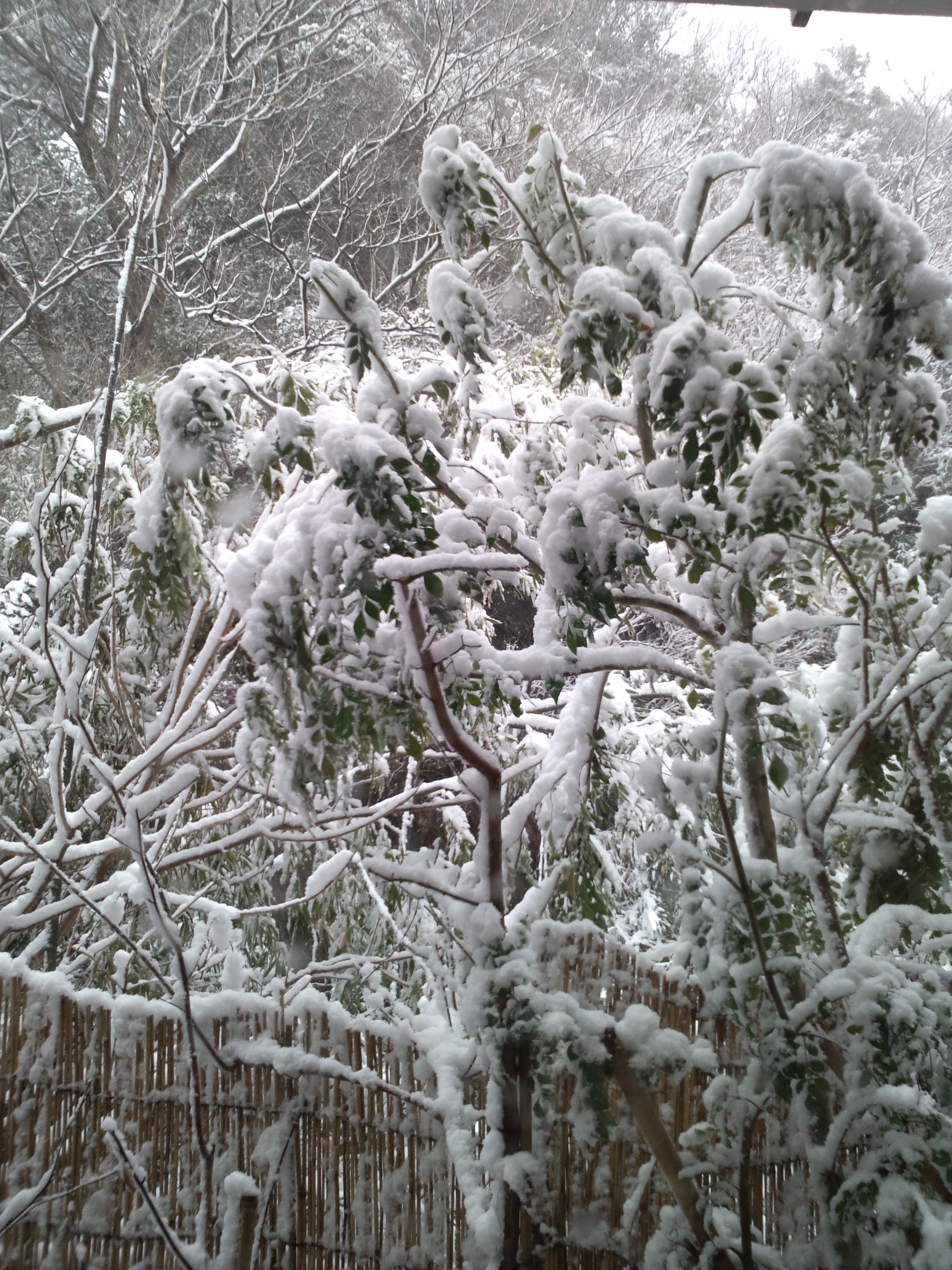 DSC_0142.jpg