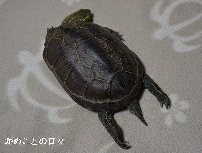 DSC_0129-suke.jpg