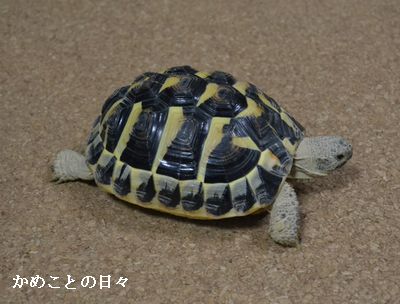 DSC_0132-fu.jpg