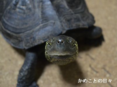 DSC_0136-co.jpg