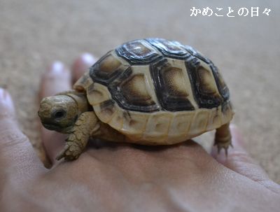 DSC_0142-ta.jpg