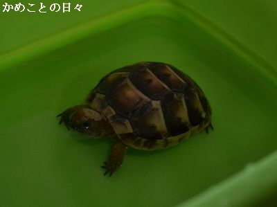 DSC_0144-ho.jpg