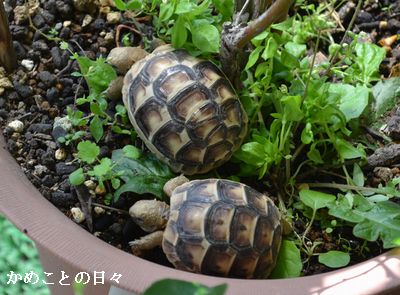 DSC_0156-ht.jpg