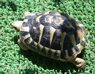 DSC_0162-qui.jpg