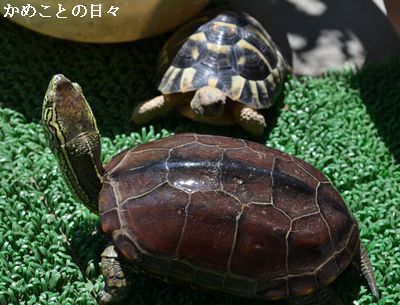 DSC_0165-suke.jpg