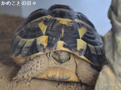 DSC_0172-fu.jpg