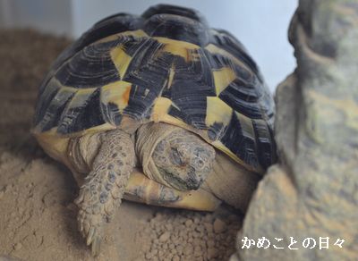 DSC_0174-fu.jpg