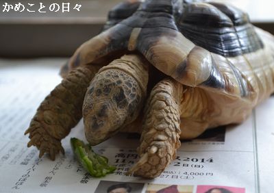 DSC_0184-maru.jpg