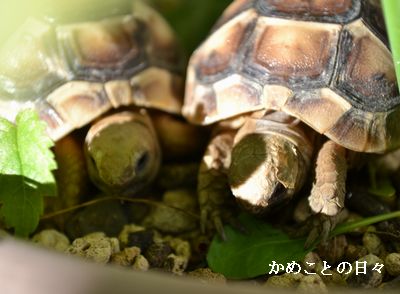 DSC_0205-ht.jpg