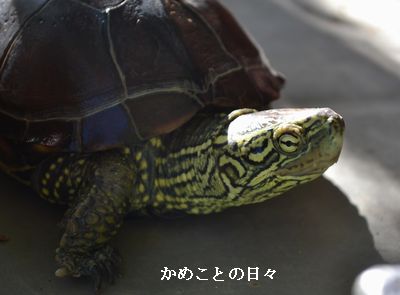 DSC_0210-suke_201409142150032db.jpg