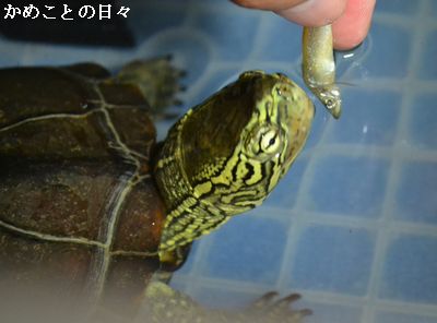 DSC_0227-suke_20140914215259aa1.jpg