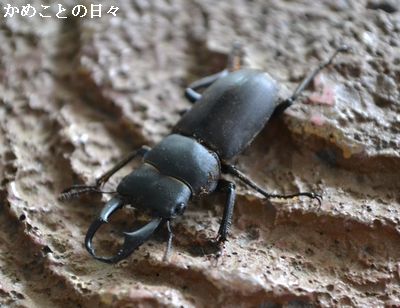 DSC_0236-ku.jpg