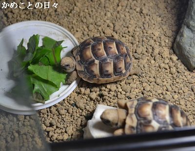 DSC_0243-ht.jpg