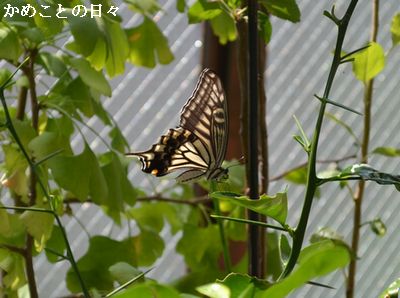 DSC_0249-ba.jpg