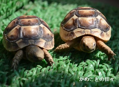 DSC_0250-ht.jpg