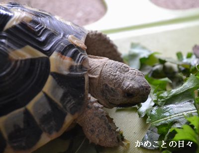 DSC_0271-fu.jpg