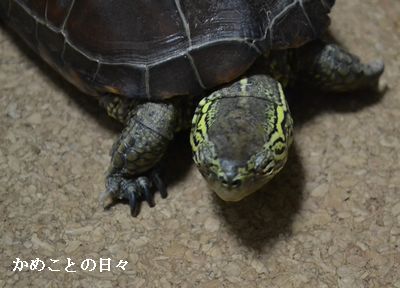 DSC_0279-suke.jpg
