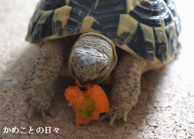 DSC_0296-fu.jpg