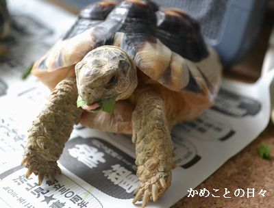 DSC_0301-maru.jpg