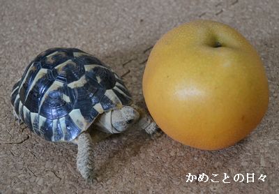 DSC_0320-qui.jpg
