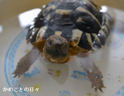 DSC_0340-qui.jpg