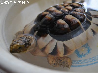 DSC_0342-maru.jpg