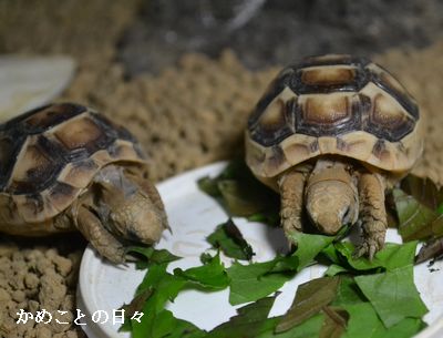 DSC_0345-ht.jpg
