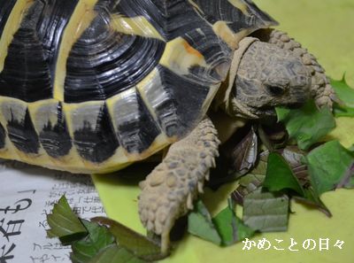 DSC_0348-fu.jpg