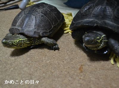 DSC_0359-sukeco.jpg