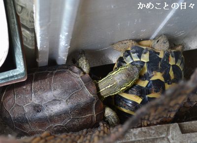 DSC_0380-sufu.jpg
