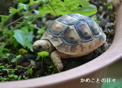 DSC_0397-ho.jpg